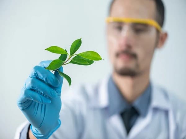 New Method Helps Understand How Plant Roots Manage Nutrients and Metals