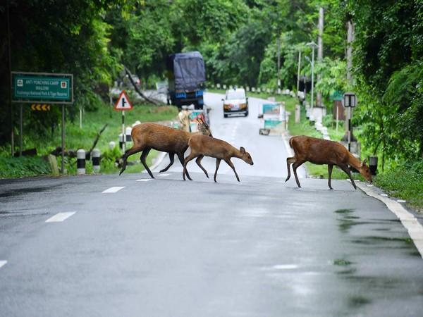 असम में बाढ़: काजीरंगा राष्ट्रीय उद्यान के जानवरों को बचाया गया