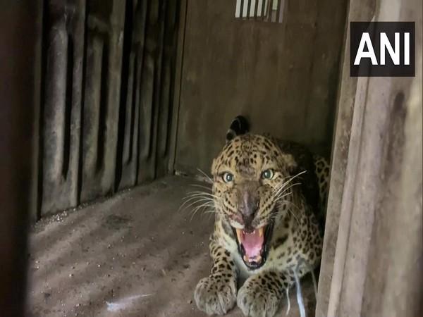 Leopards from Junnar, Pune Relocated to World's Largest Animal Shelter in Jamnagar