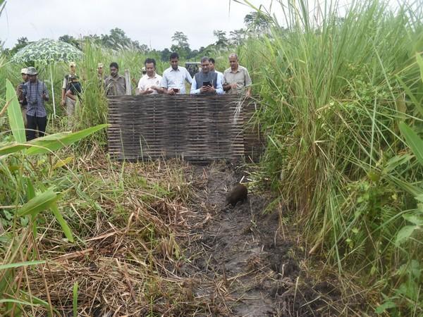 असम के मानस नेशनल पार्क में नौ पिग्मी हॉग्स को छोड़ा गया