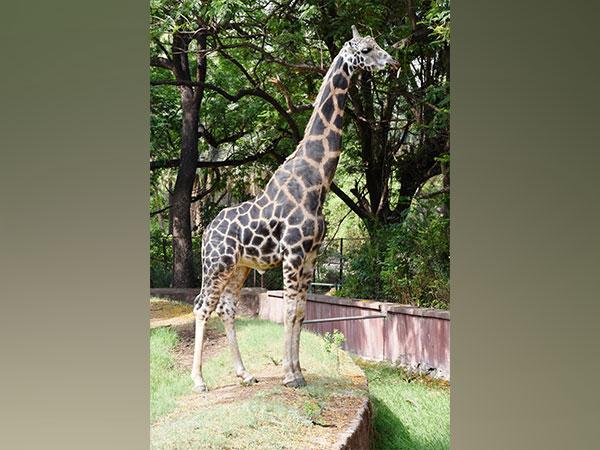 नेहरू प्राणी उद्यान में जिराफ सुनामी बसंत का निधन, हैदराबाद में शोक