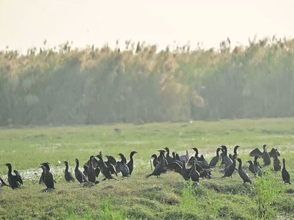 Migratory birds arrive at Odisha's Chilika Lake as winter sets in