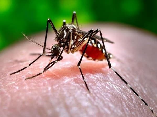 Pakistan reports over 20,000 dengue cases, 10 fatalities in 2024