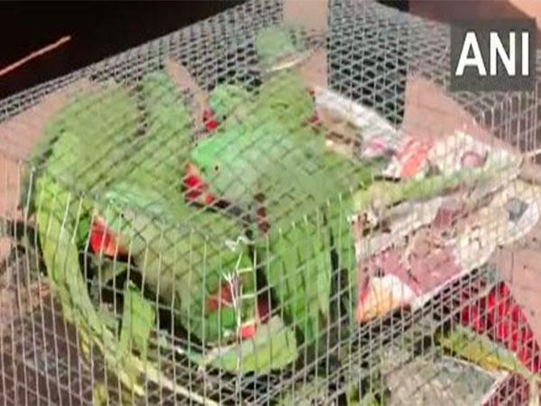 J-K: Wildlife smuggling bid foiled in Udhampur; 20 parrots rescued