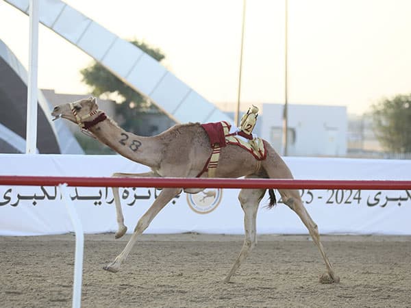 UAE: Zayed Grand Camel Race 2024 commences in Al Wathba 