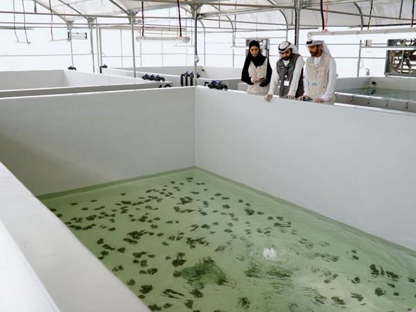 EAD executes region's first freshwater oyster pearl aquaculture project