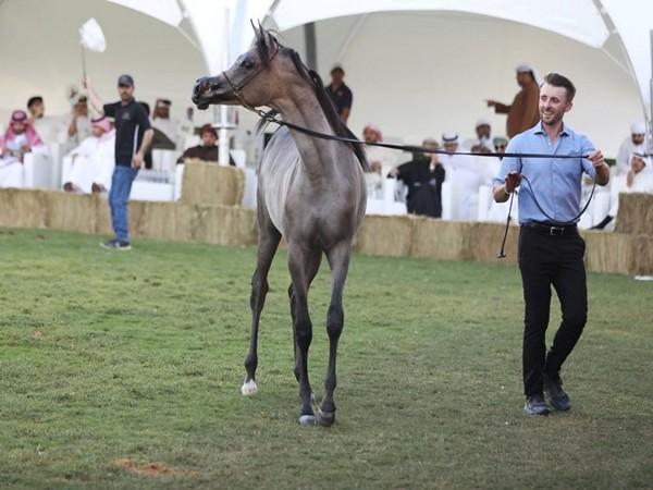 Dubai Arabian Horse Stud Auction generates AED 5.5 million in sales