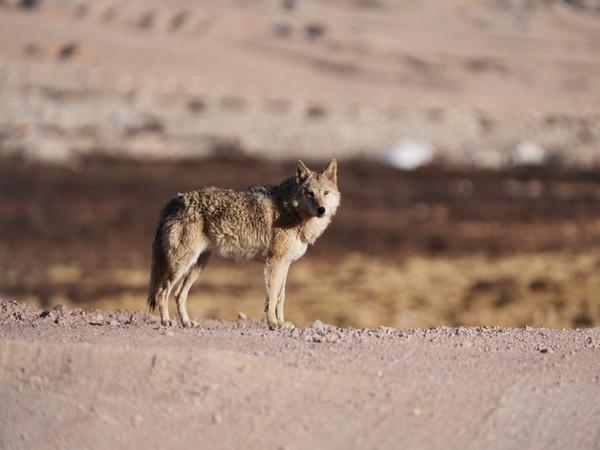 Gujarat's Efforts to Protect Indian Wolves Under PM Modi and CM Bhupendra Patel