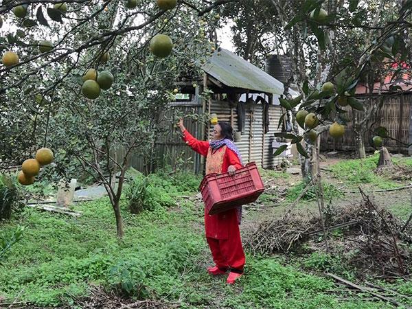 सिन्धुली, नेपाल में बाल कुमारी थापा और खट्टे फलों का संकट