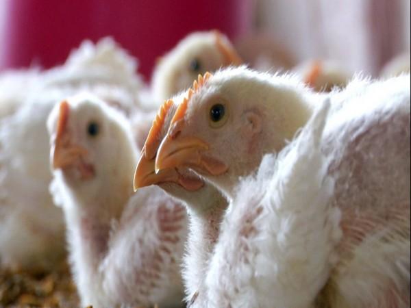 New cases of bird flu found in Israel