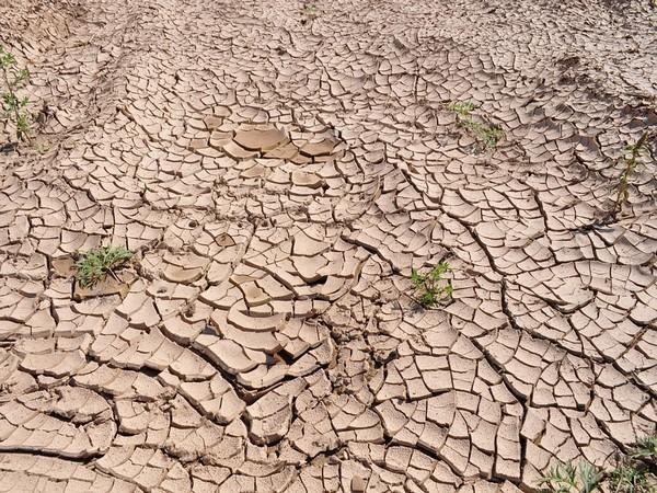 Pakistan: Drought alert issued for Sindh due to scarce rainfall 