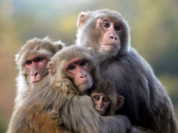 Nepal Lawmaker Proposes Selling Monkeys to China to Tackle Crop Damage